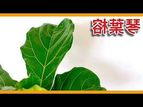 空氣草 風水